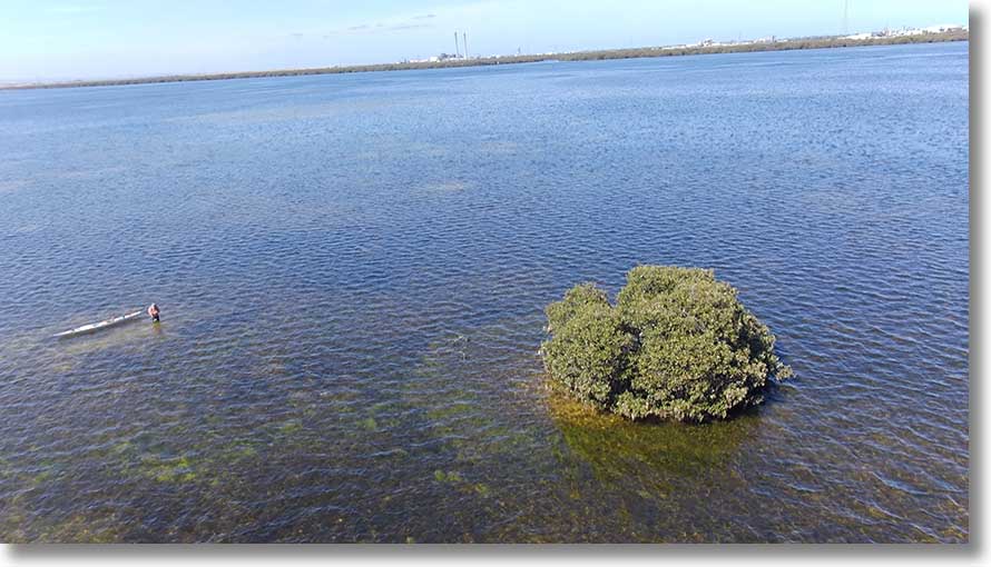 Isolated mangrove