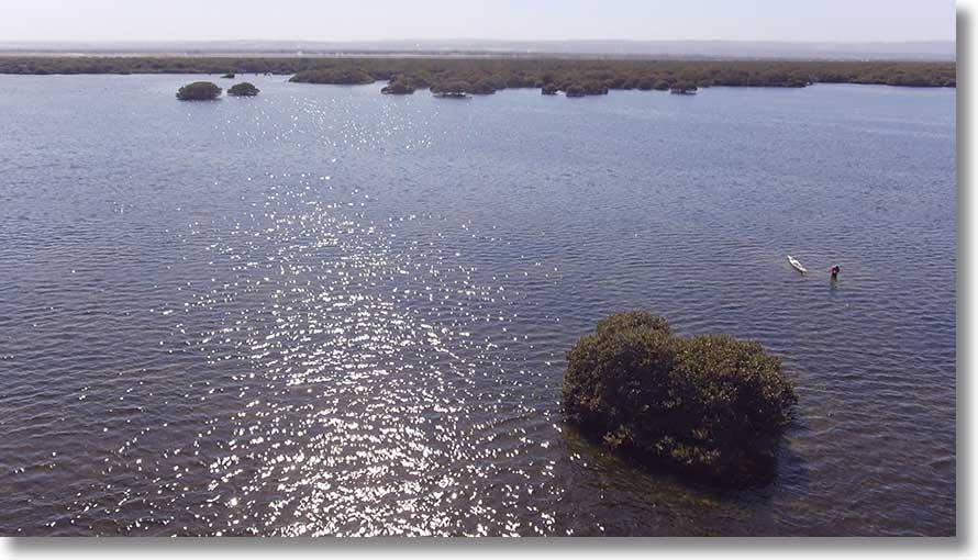 Isolated mangrove