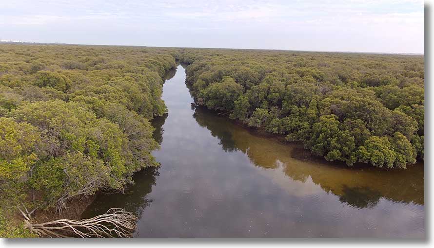 Swan Alley Creek: Embankemnt channel