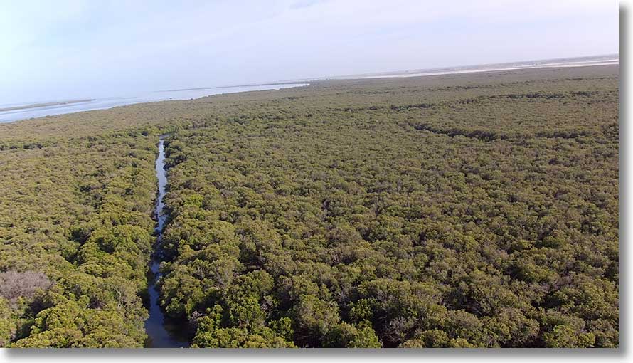 Burrows Creek: channel to north