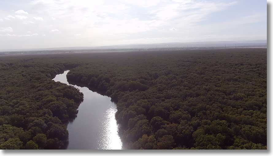 Burrows Creek: upstream