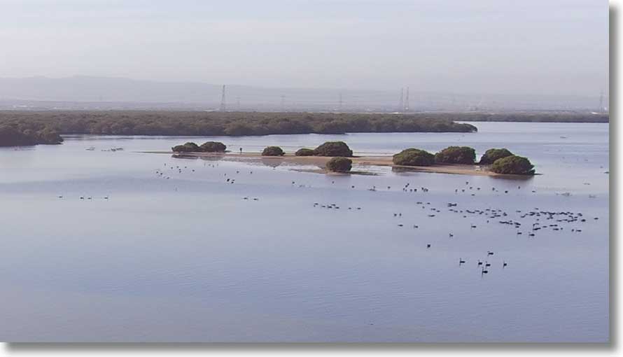 Burrows Creek sandbar: from north