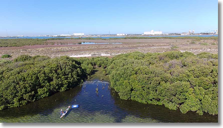 Overgrown beach