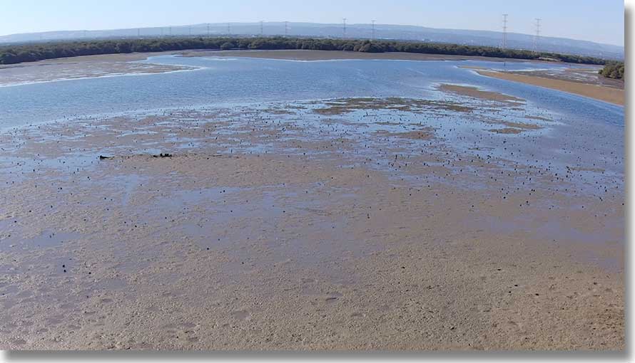 Unidentified remains on Broad Creek sandbar