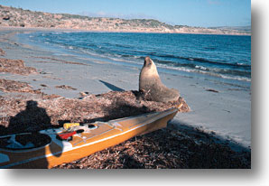 Sea lion