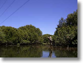 mangrove stump